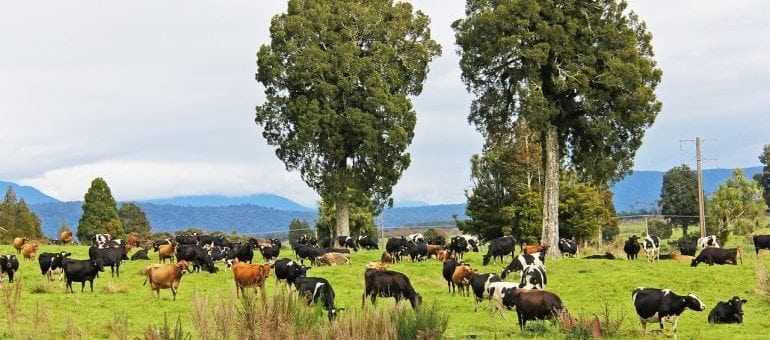 AI and IoT changing the face of NZ dairying